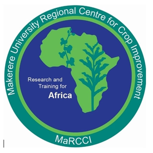 Makerere University Regional Centre for Crop Improvement ( MaRCCI)